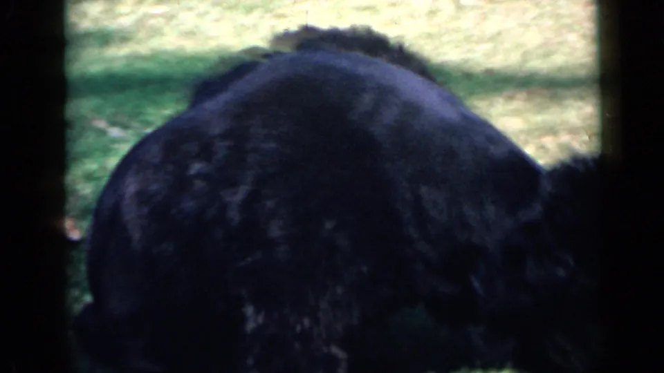 A black poodle bends low near the lawn in 1949 San Diego 8mm footage, with heavy shadow and soft exposure.