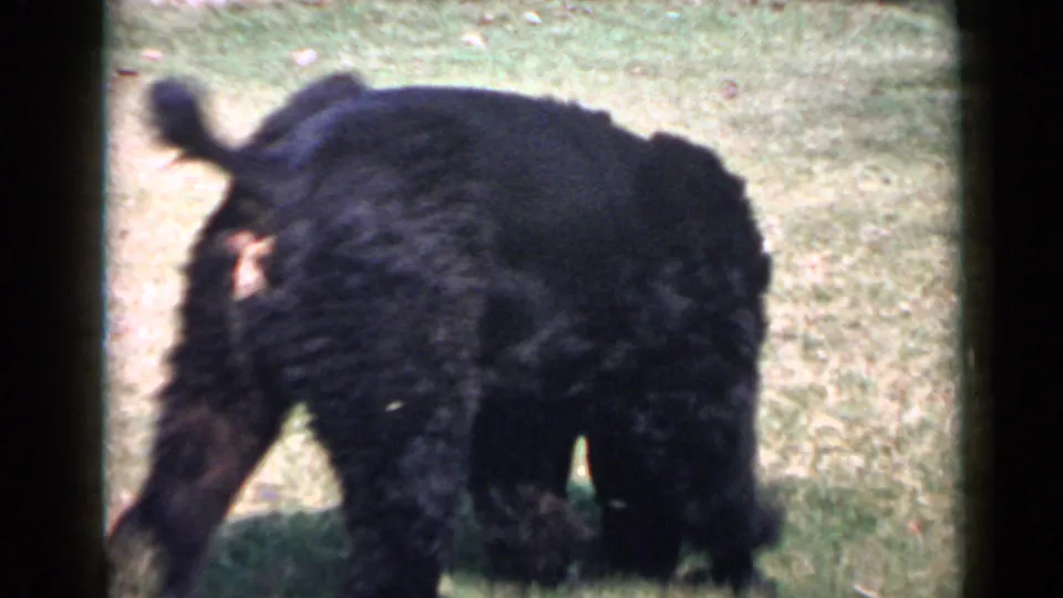 Black poodle moves away across a grassy lawn with its tail raised in 1949 San Diego home-movie footage.