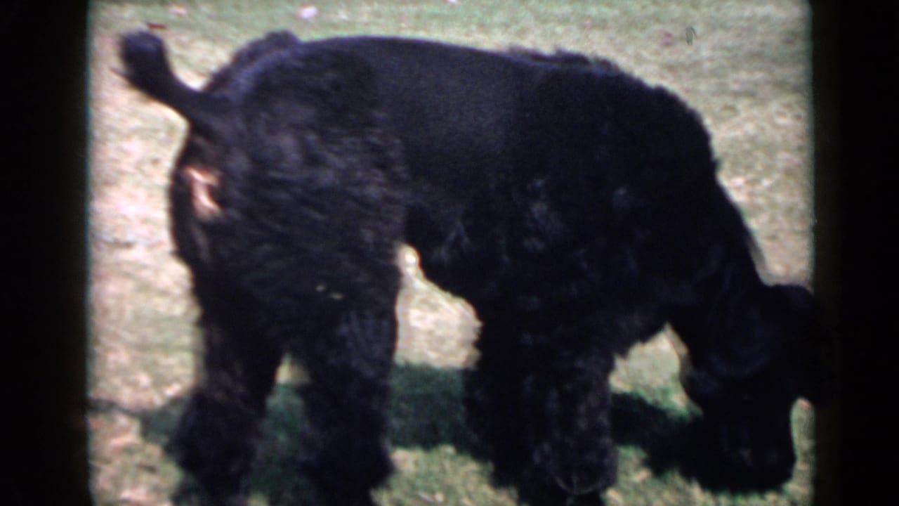 Black curly-coated poodle on a lawn in metadata-supported 1949 San Diego home-movie footage, framed by dark 8mm film edges.