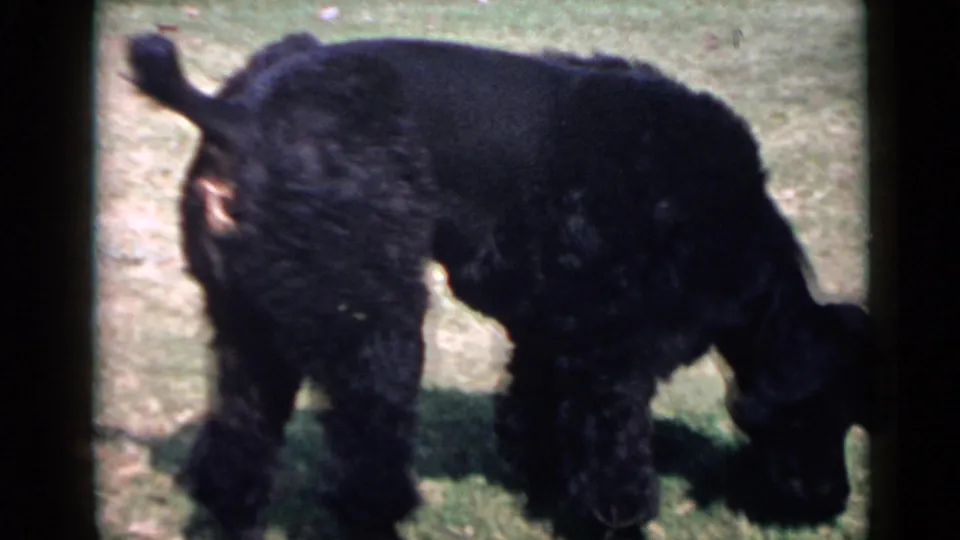 Black curly-coated poodle on a lawn in metadata-supported 1949 San Diego home-movie footage, framed by dark 8mm film edges.