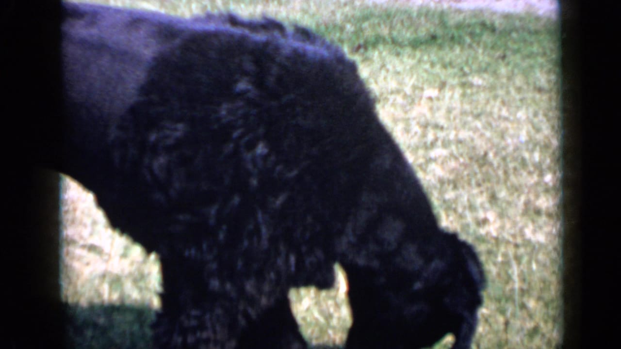Black poodle seen in profile on a grassy backyard lawn, captured with soft focus and grain in 1949 San Diego 8mm footage.