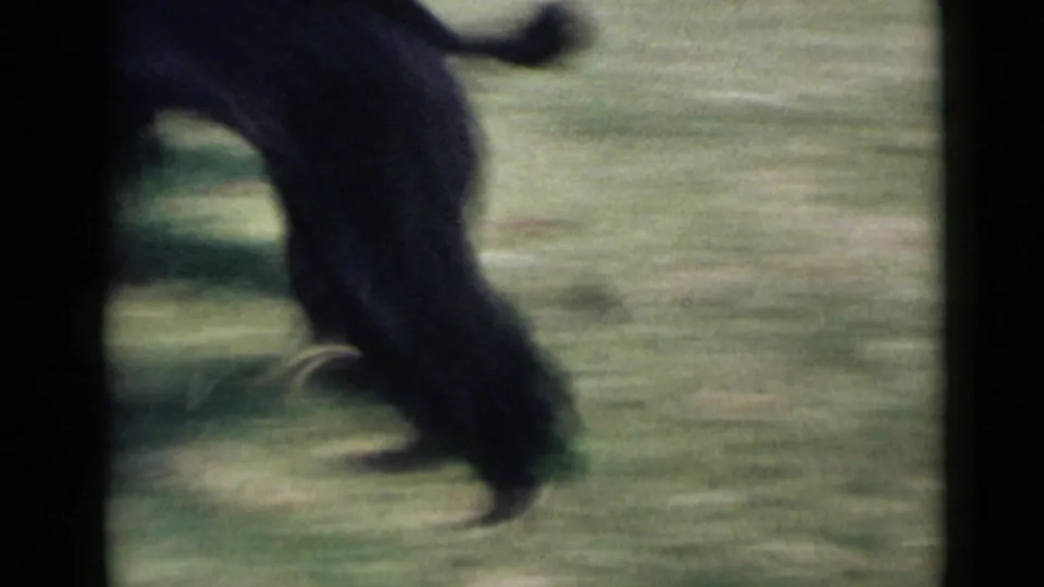 A black poodle sprints across the lawn in a blurred 8mm frame from metadata-supported 1949 San Diego home-movie footage.