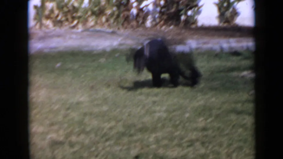 Wide backyard view of a black poodle running on grass, with background foliage and visible 8mm frame borders in 1949 San Diego footage.