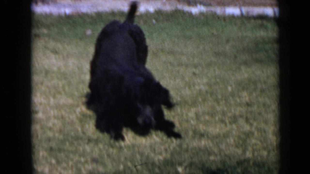 Black poodle crouching and playing on a green lawn.