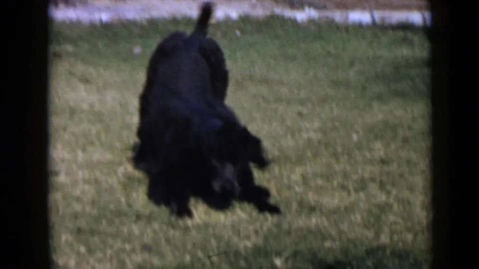 Black poodle playing low to the ground on a San Diego lawn in 1949 home-movie footage.