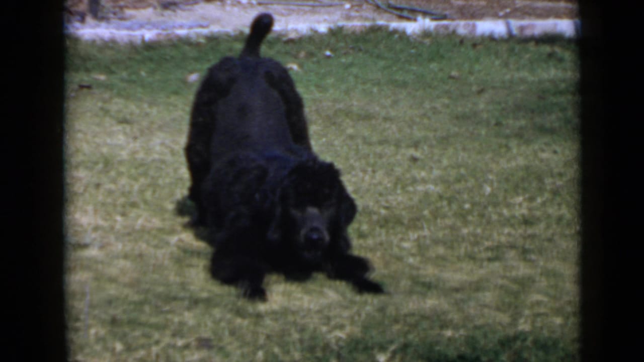 Black poodle facing the camera during energetic lawn play in 1949 San Diego 8mm footage.
