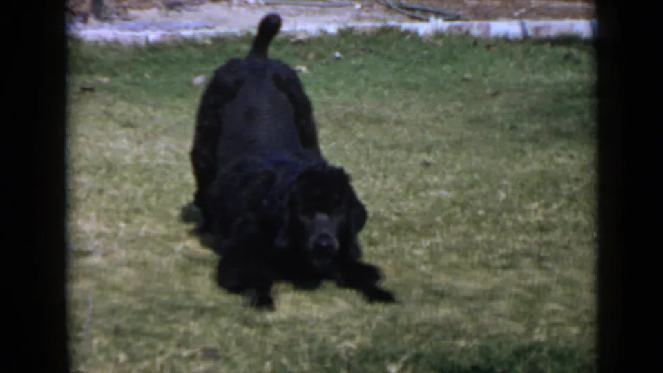 Black poodle facing the camera during energetic lawn play in 1949 San Diego 8mm footage.