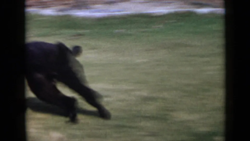 Motion-blurred black poodle moving across a grassy yard in vintage 8mm home-movie footage.