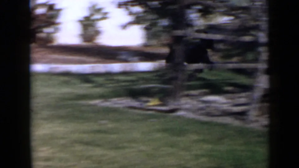 Handheld 8mm frame of the yard during the dog's movement, with lawn, trees, and heavy motion blur.