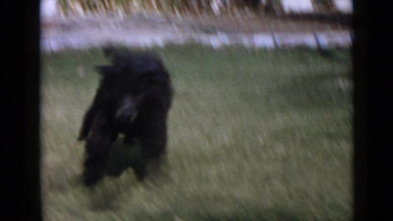 Black dog runs through a grassy yard in 1949 San Diego home-movie footage, with soft focus and strong blur from motion.
