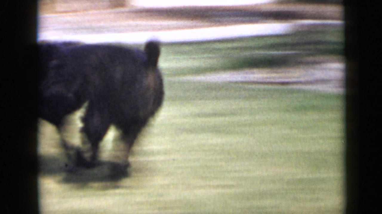 Black dog crosses a green lawn in the San Diego 1949 home-movie clip, seen from behind with blurred background grass.