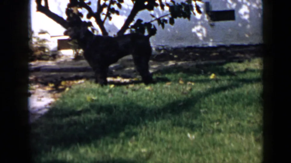 Black dog pauses or turns in a shaded grassy yard near a pale wall, consistent with the 1949 San Diego home-movie setting.