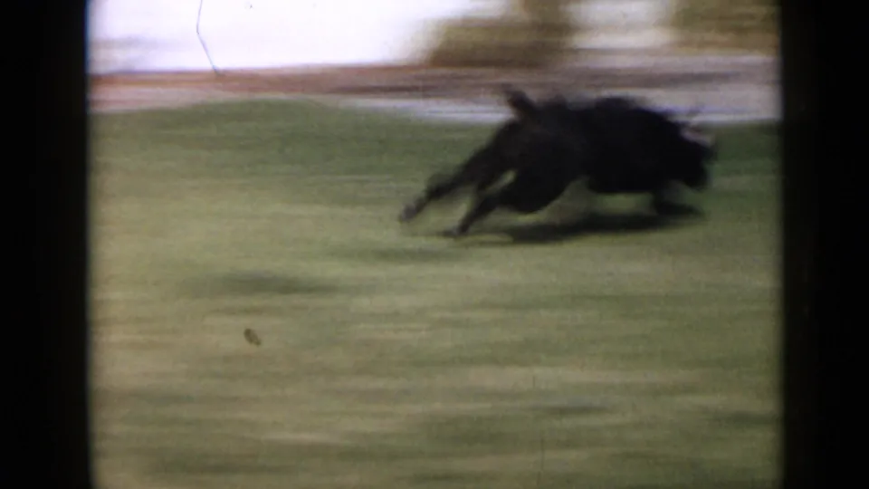 Black dog runs low and fast across the lawn in the 1949 San Diego footage, with strong panning blur and soft film grain.