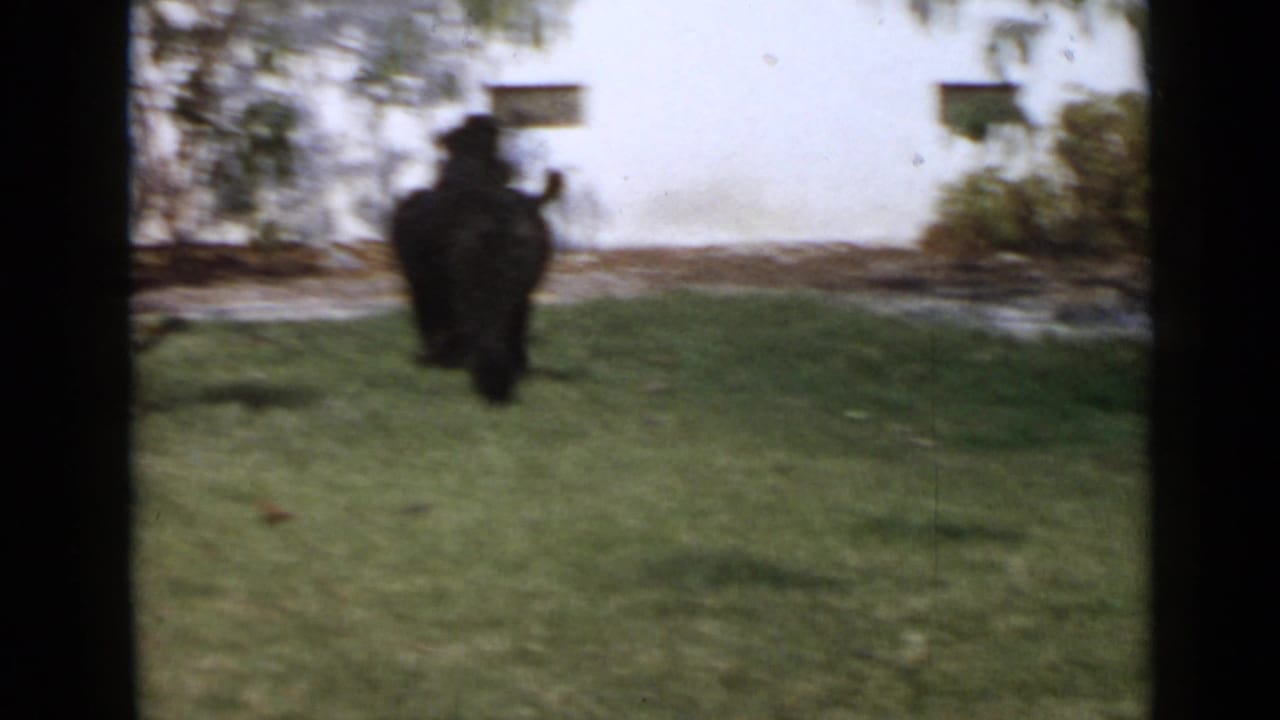 1949 San Diego frame with a black curly-coated dog moving across a grassy yard near a light-colored building wall.