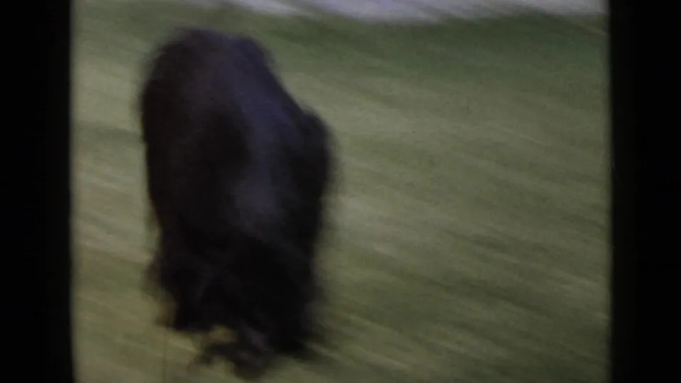 A blurred close pass of the black dog on the lawn, with the handheld 8mm camera catching fast movement at close range.