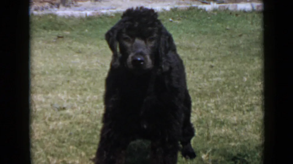1949 San Diego home-movie frame showing the black curly-coated dog facing the camera on grass, with fence detail behind it.