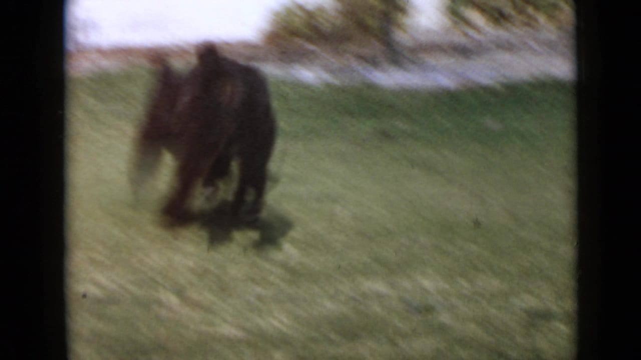 In 1949 San Diego home-movie footage, a large black poodle runs across a green lawn with garden plants in the background.