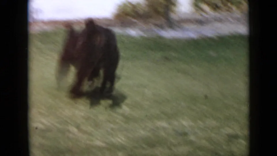In 1949 San Diego home-movie footage, a large black poodle runs across a green lawn with garden plants in the background.