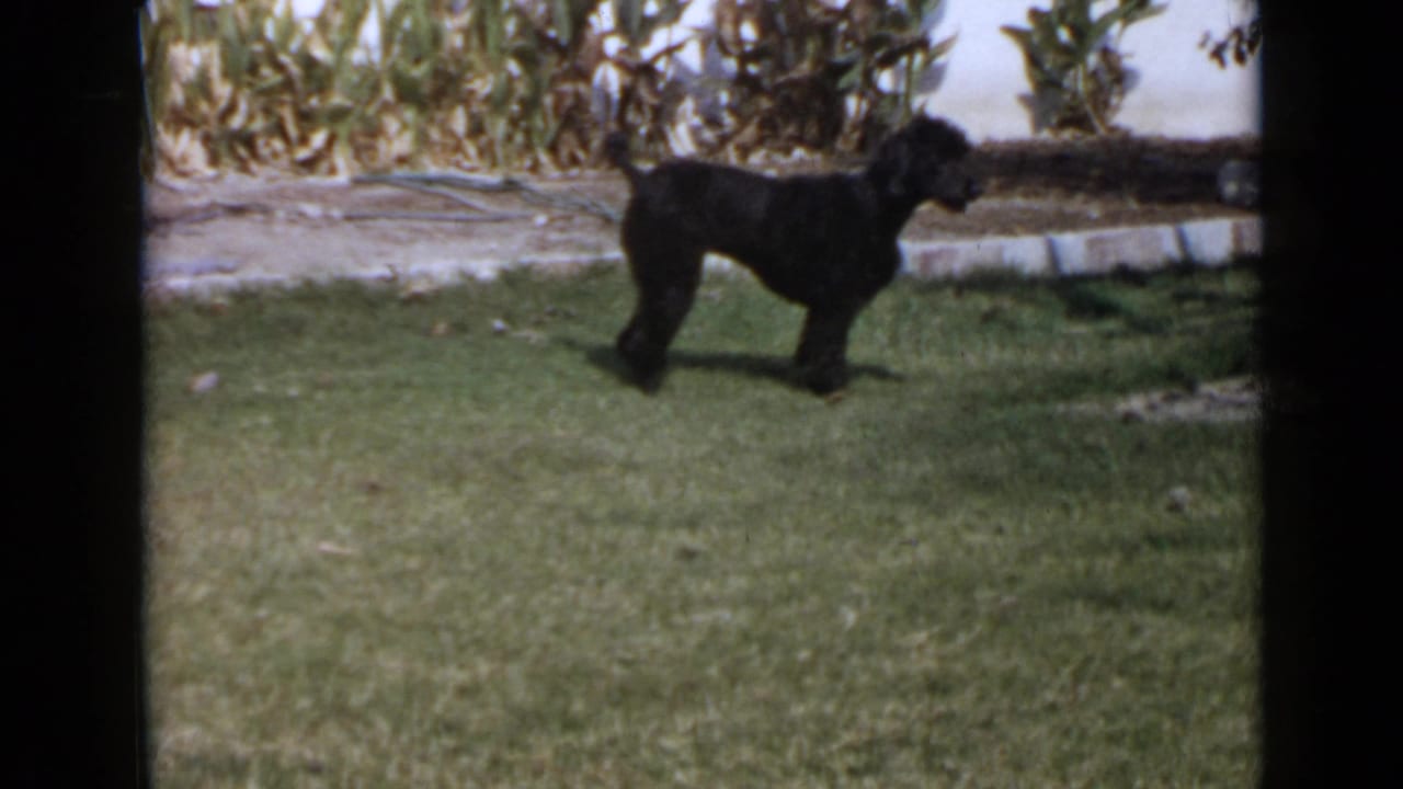 Black poodle standing or turning on grass near a low concrete border.