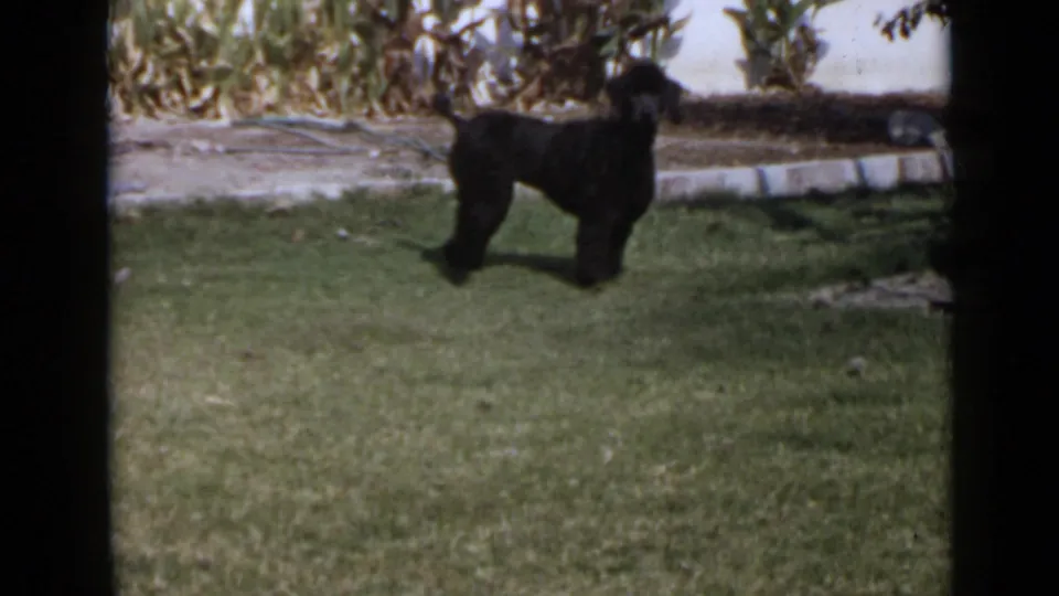 The black poodle moves across the 1949 backyard scene, with grass, low edging, and leafy planting visible behind it.