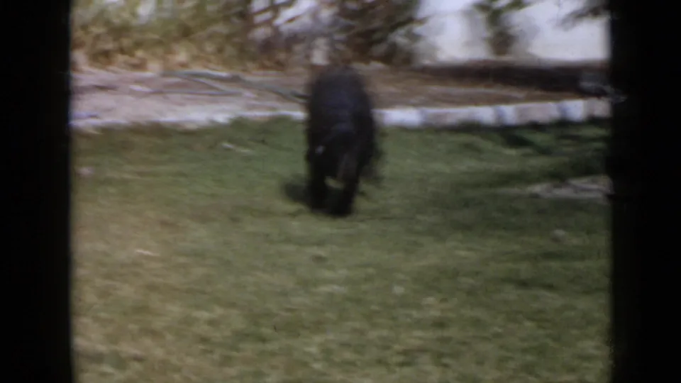 A large black poodle runs away from the camera across a San Diego lawn, captured with soft 8mm motion blur.