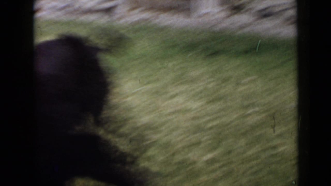 A black dog appears in motion blur on a grassy lawn in supported 1949 San Diego 8mm home-movie footage.