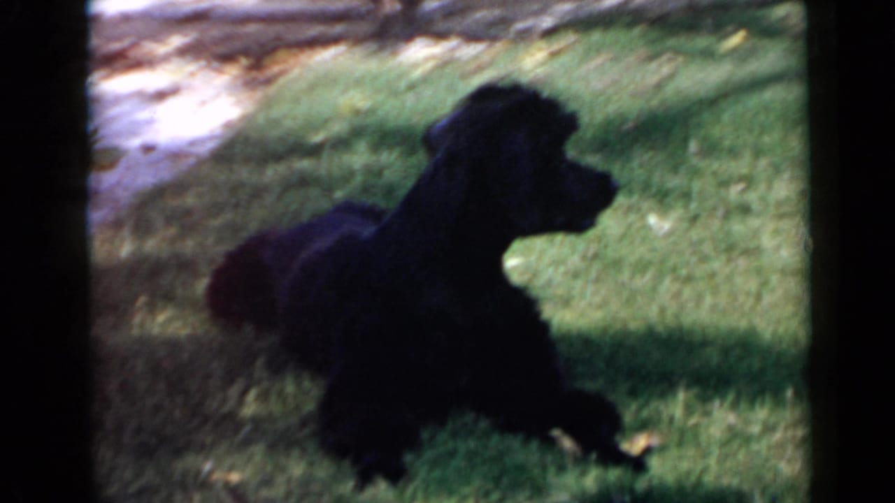 Black dog lying or lowering itself on a grassy lawn beside a sunlit walkway edge.