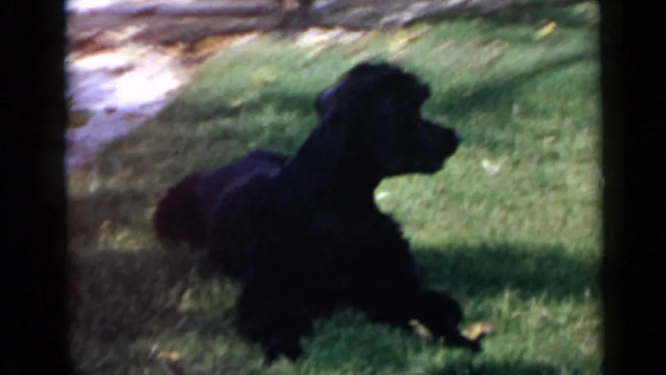 A black poodle-like dog settles on grass in supported 1949 San Diego home-movie footage, with lawn and walkway visible.