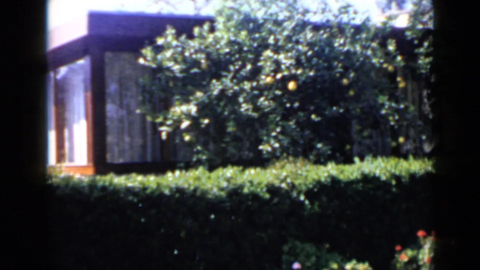 A 1949 San Diego residential exterior, with a citrus tree and hedge blocking much of the modernist house facade.