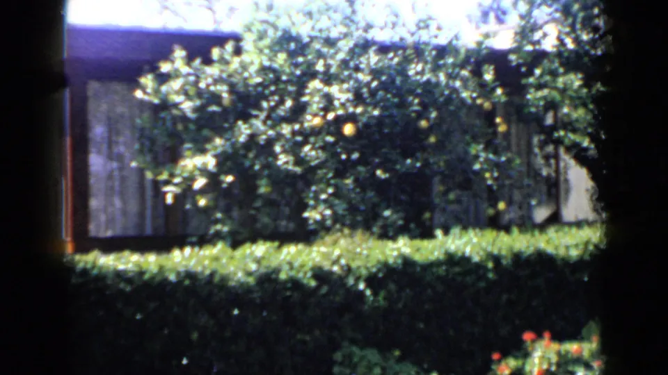 Final 1949 San Diego frame showing the house mostly hidden by a hedge and citrus tree, with dark film borders visible.
