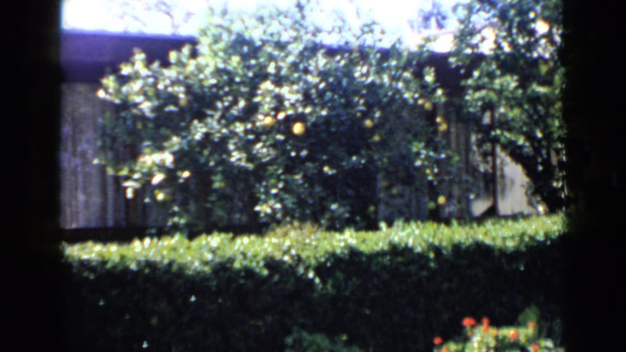 1949 San Diego home-movie frame showing a backyard garden through a window, with hedges, leafy shrubs, and citrus trees.
