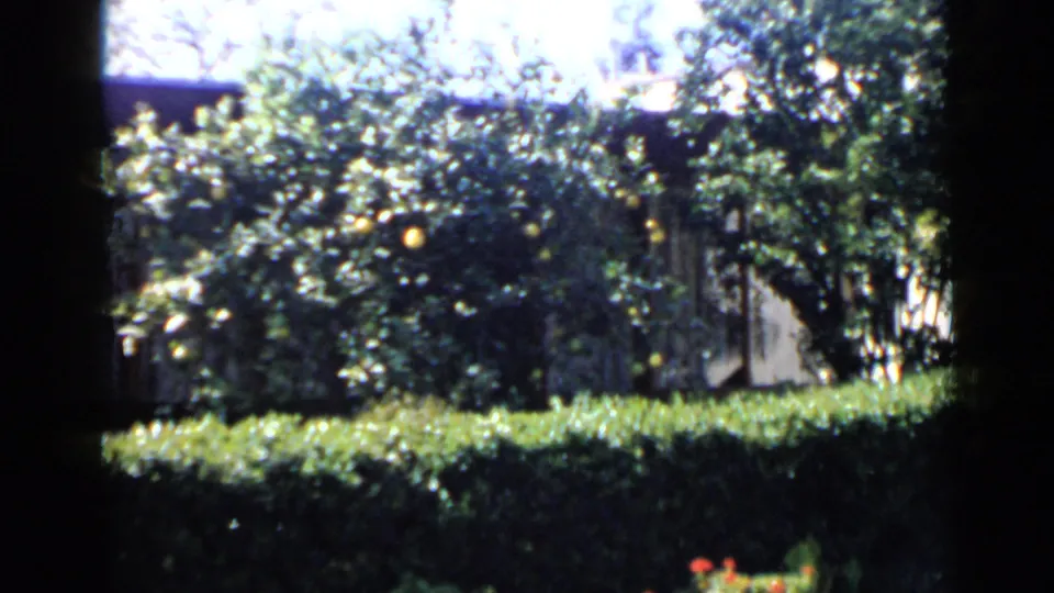 1949 San Diego backyard view with bright foliage, fruiting citrus branches, hedges, and a fence behind the garden.