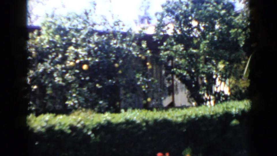 1949 San Diego home-movie frame of a quiet backyard with hedges, citrus trees, red flowers, and a fence in the background.