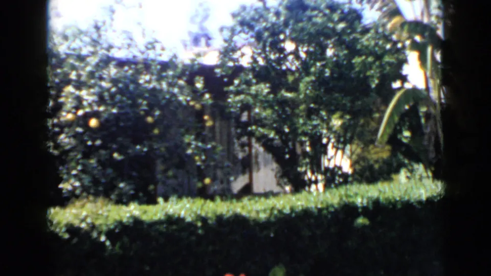 1949 San Diego backyard garden frame showing citrus trees, dense hedges, shrubs, and a fence in strong daylight.