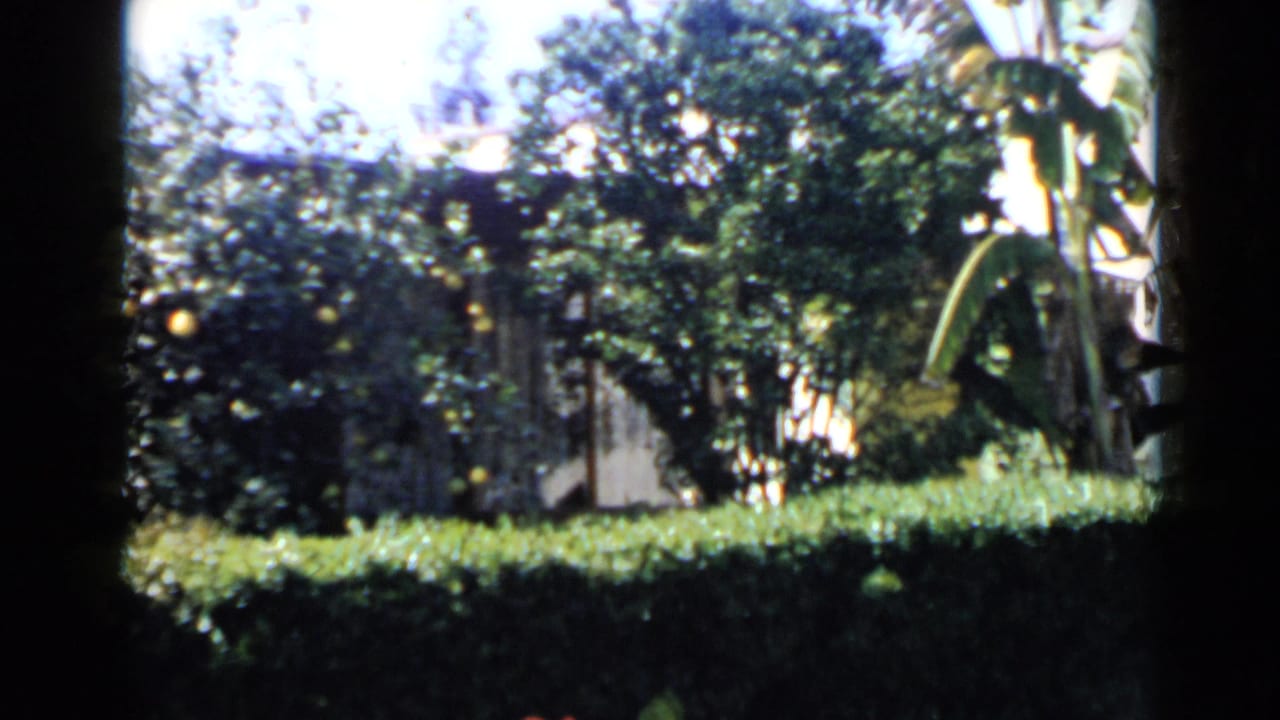 1949 San Diego home-movie frame showing a sunlit backyard garden with dense greenery, a hedge, citrus fruit, and dark edge framing.