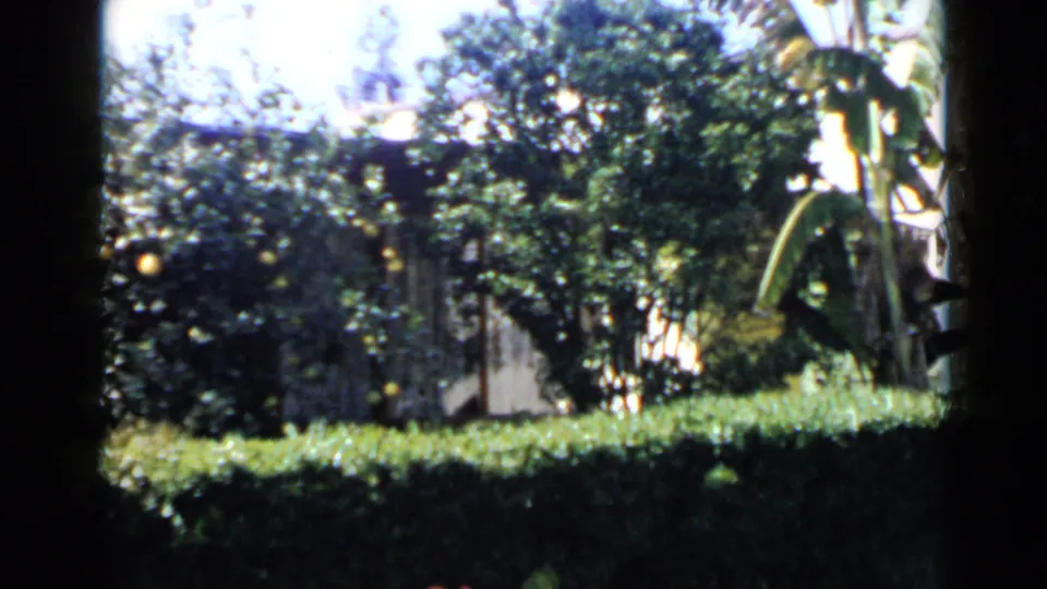 1949 San Diego home-movie frame showing a sunlit backyard garden with dense greenery, a hedge, citrus fruit, and dark edge framing.