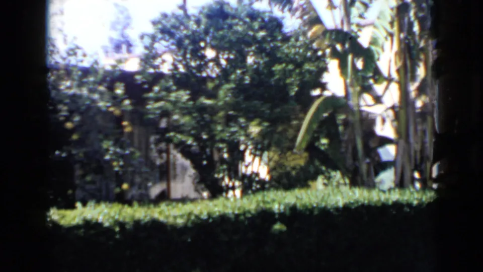 1949 San Diego home-movie frame of a backyard garden with citrus trees, a trimmed hedge, and a banana plant on the right.