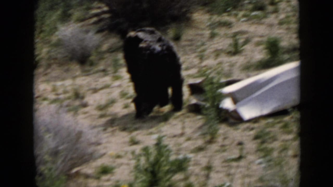 The dog stands in a dry San Diego outdoor setting near a pale object, with scrub and soft 8mm blur visible.