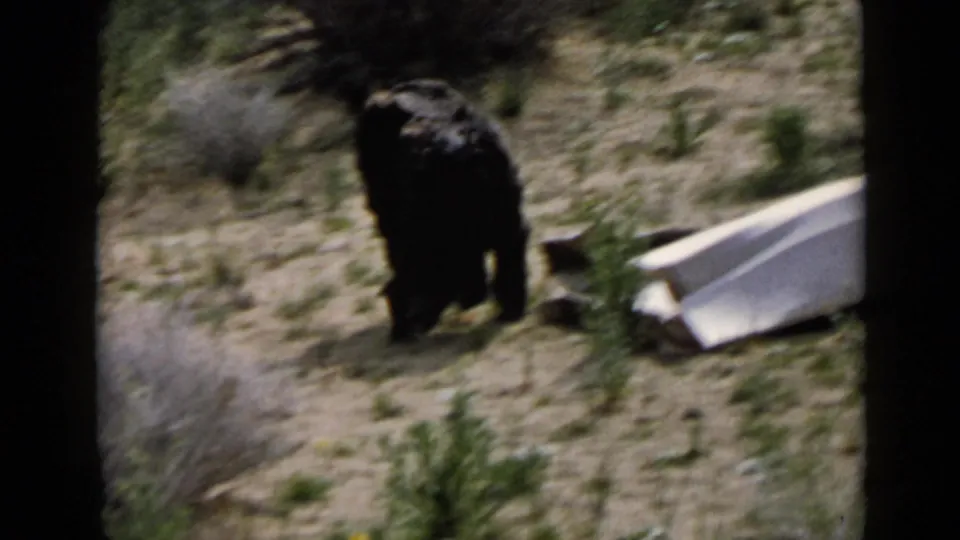 The dog stands in a dry San Diego outdoor setting near a pale object, with scrub and soft 8mm blur visible.
