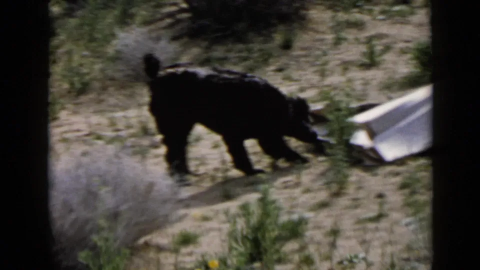 A black dog moves through dry brush with its head lowered near a pale object in the 1949 San Diego clip.