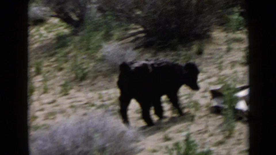 The dog walks across the dry outdoor ground in this San Diego home-movie frame, with brush and a pale object nearby.