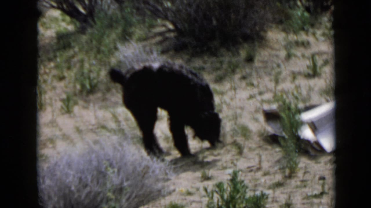 Black terrier-like dog sniffing sandy ground among scrub vegetation.