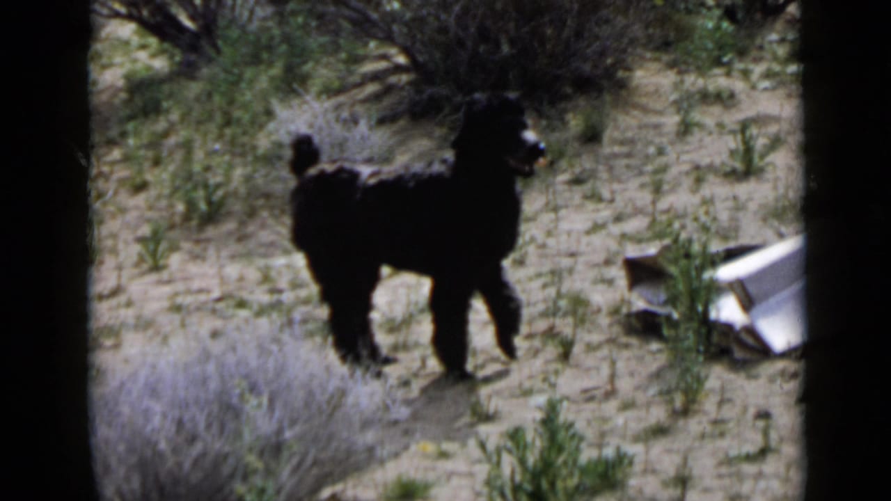 Black terrier-like dog pauses and faces toward the camera in a dry San Diego lot, with scrub and a light object nearby.
