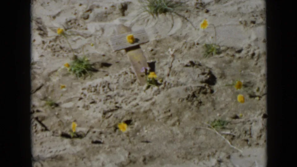 1949 San Diego home-movie frame of sandy ground with yellow wildflowers, sparse greenery, and a small wooden cross-shaped marker.
