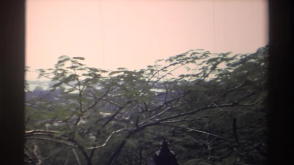 Quiet 1982 Taiwan landscape view with leafy branches in front and a distant hazy horizon beyond.