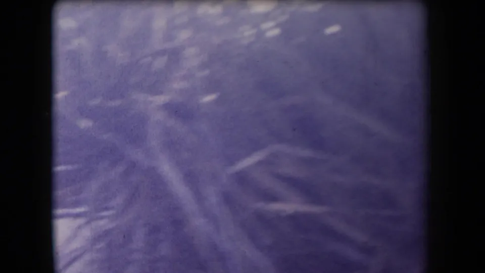Purple-tinted 8mm frame from Arizona in 1958 with desert fronds filling the view and little background detail visible.