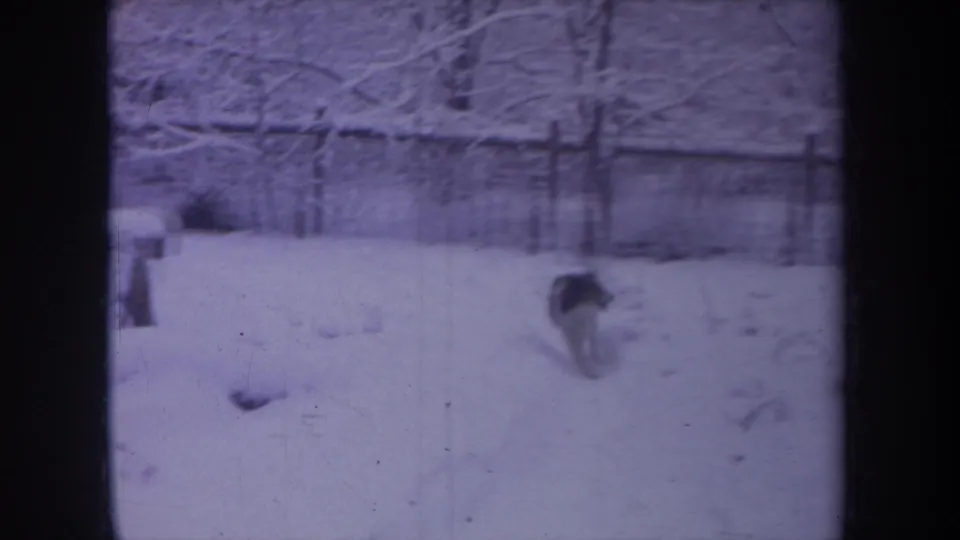 1968 Michigan winter home-movie frame showing a black-and-white dog moving through snow beside a wooden fence and snow-laden trees.