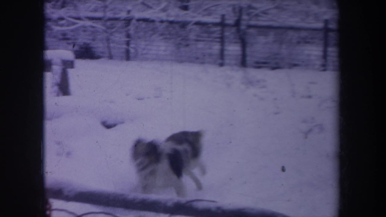 1968 Michigan 8mm frame of a black-and-white dog moving across a snow-covered backyard near a fence and bench.