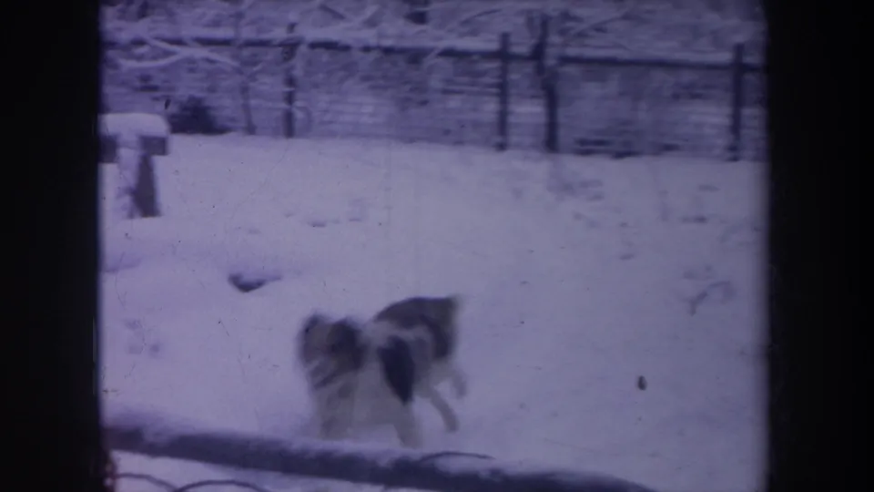 1968 Michigan 8mm frame of a black-and-white dog moving across a snow-covered backyard near a fence and bench.