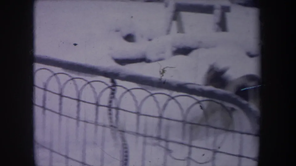 A black-and-white dog is partly visible behind a chain-link fence in a snowy Michigan yard, captured in soft purple-tinted 8mm footage.